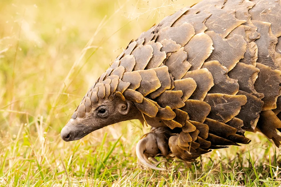Endangered Wildlife In Forest: Protecting Forest Species Endangered Wildlife
