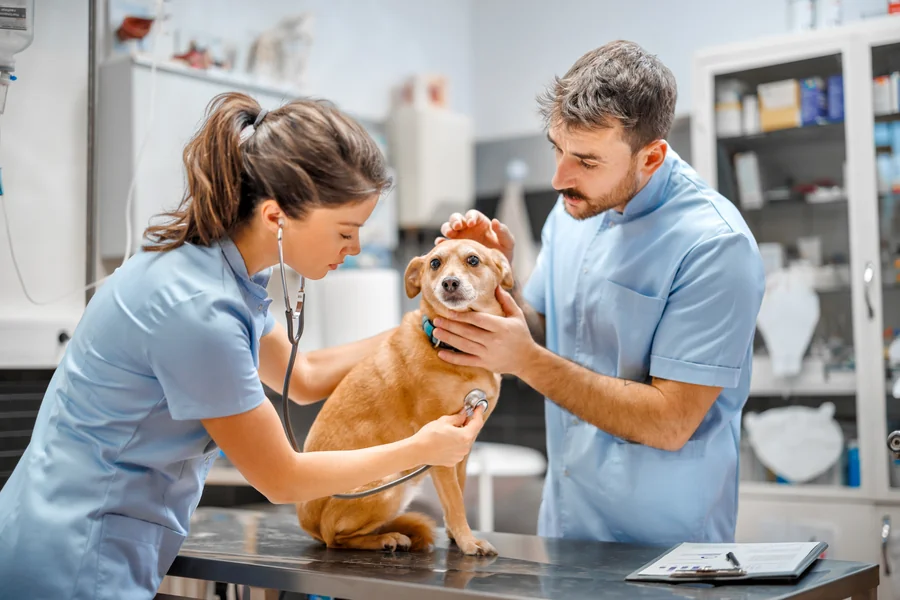 The Role Of General Veterinary Care In Early Cancer Detection Veterinary Care